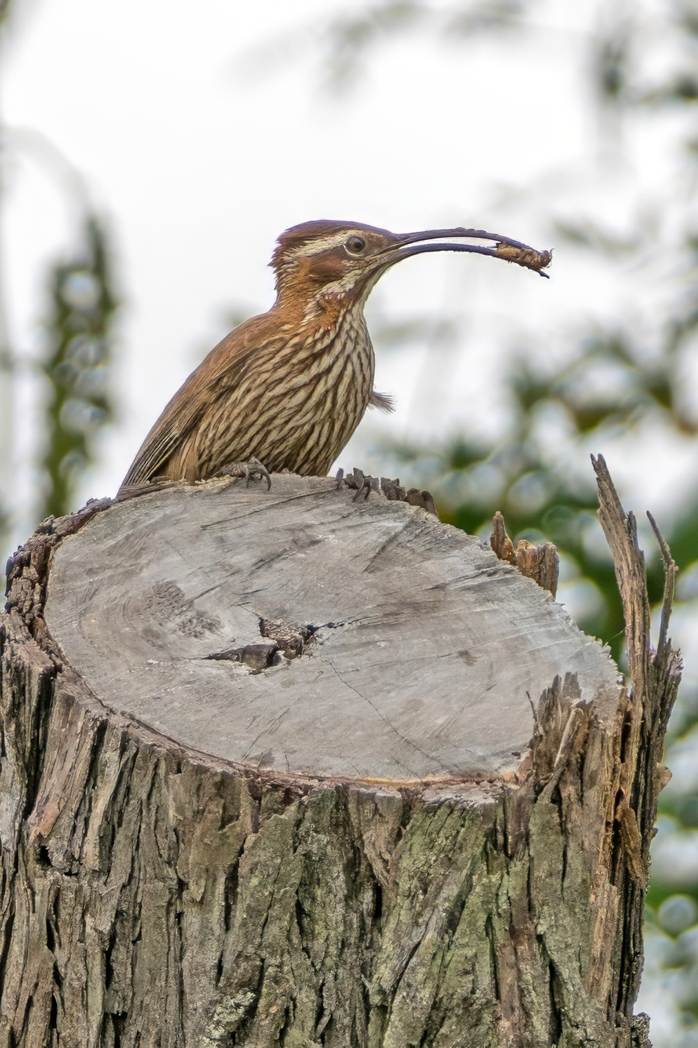 Scimitar-billed Woodcreeper (image by Loukia Triantafyllis)