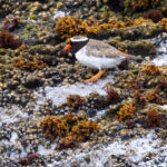 Shore Plover (image by Nik Borrow)