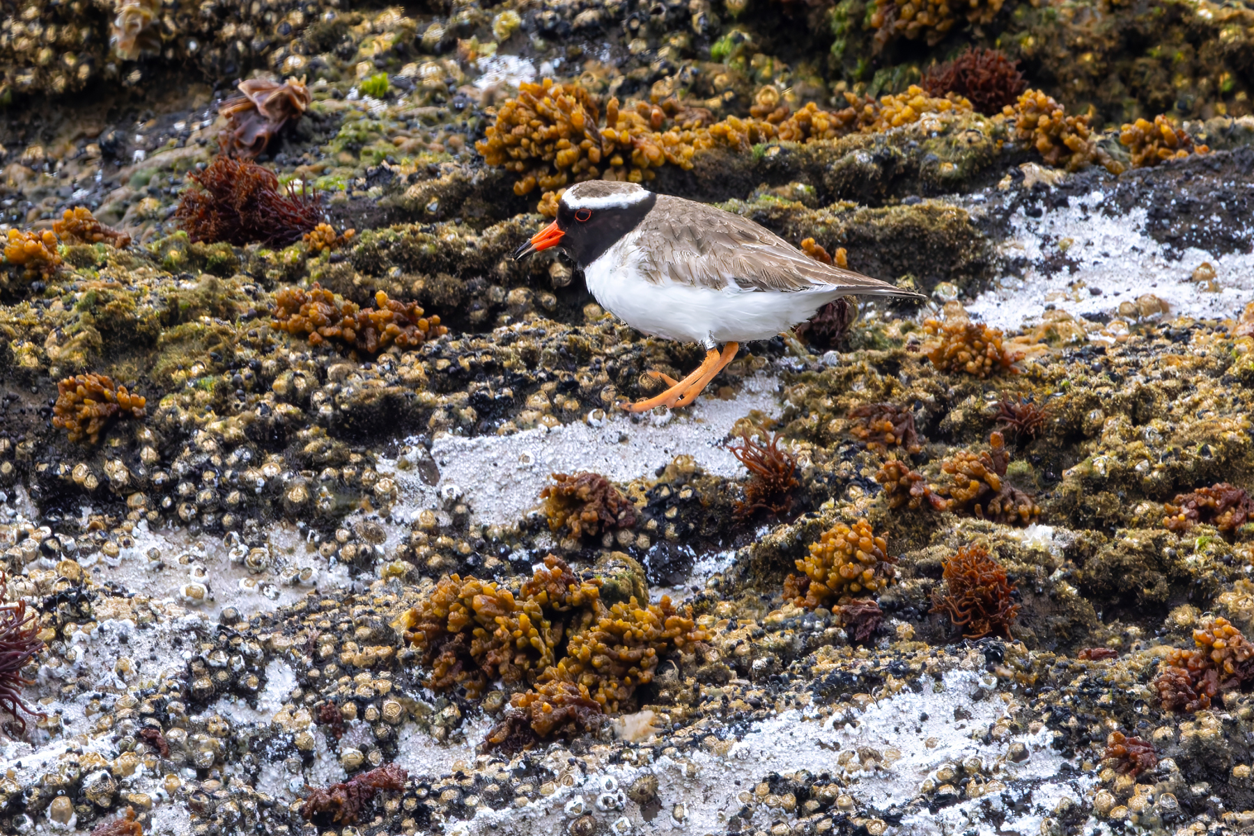 Shore Plover (image by Nik Borrow)