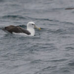 Shy Albatross (image by Pablo Gutierrez)