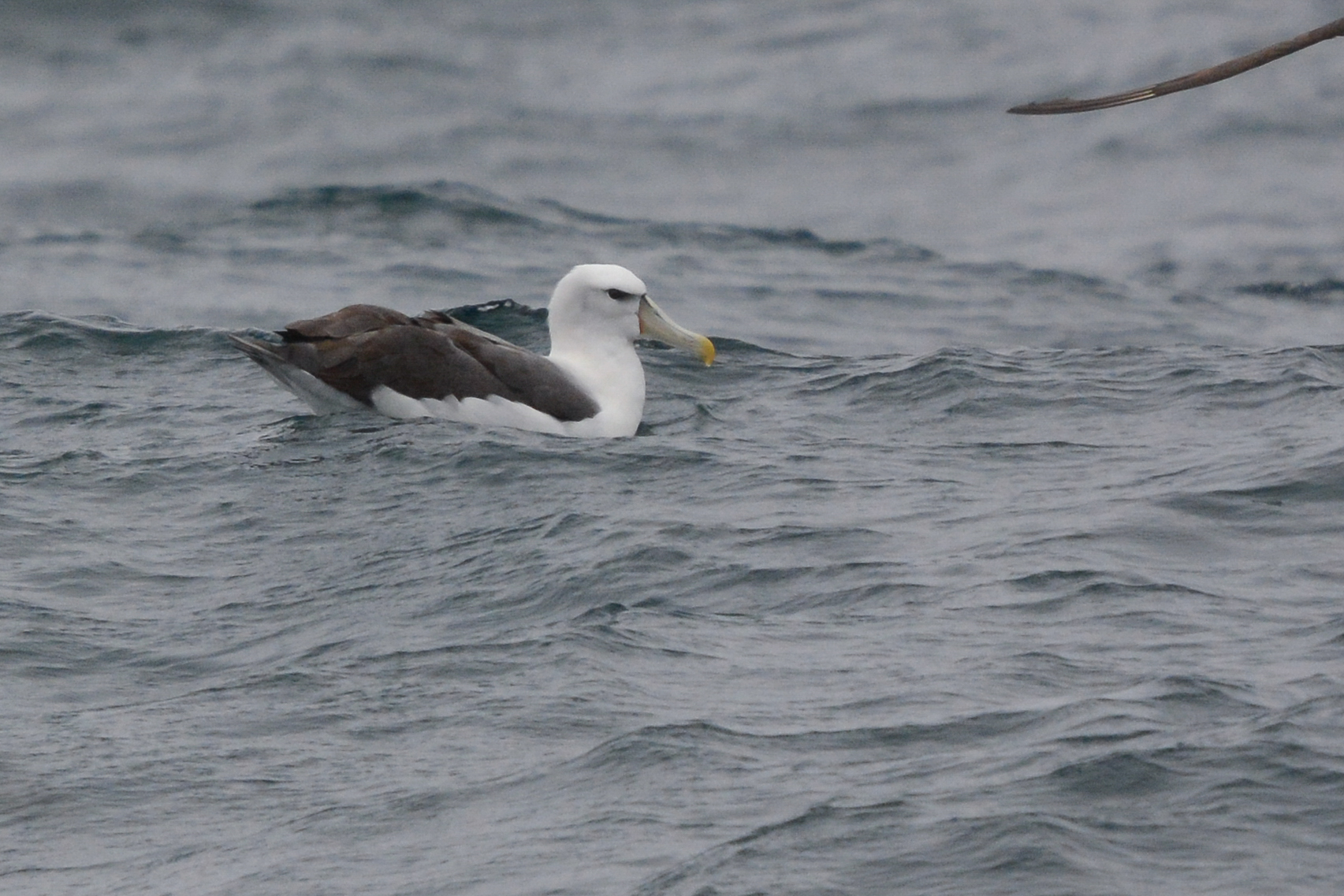 Shy Albatross (image by Pablo Gutierrez)