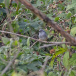 Sierra Leone Prinia (image by Pete Morris)