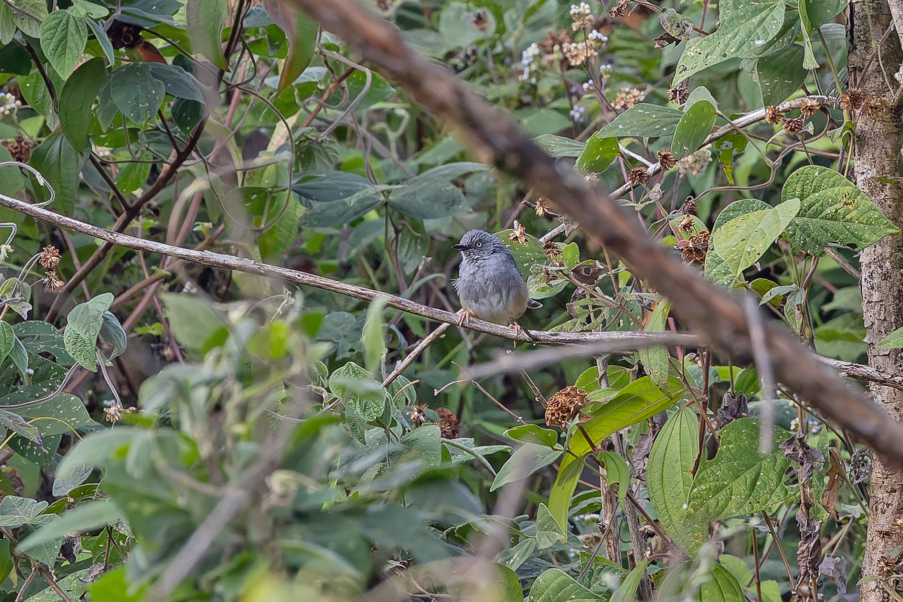 Sierra Leone Prinia (image by Pete Morris)