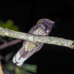 Silky-tailed Nightjar (image by Leo Garrigues)