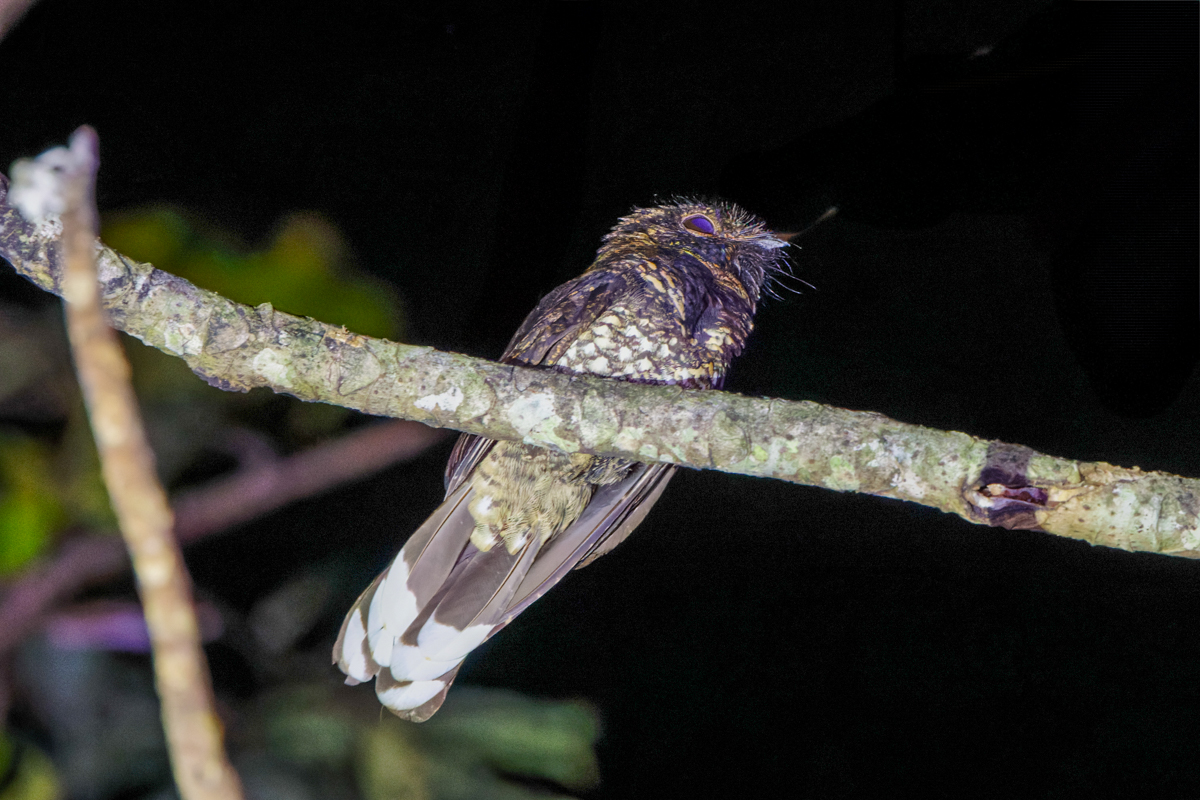 Silky-tailed Nightjar (image by Leo Garrigues)