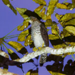 Slaty-backed Forest Falcon (image by Leo Garrigues)