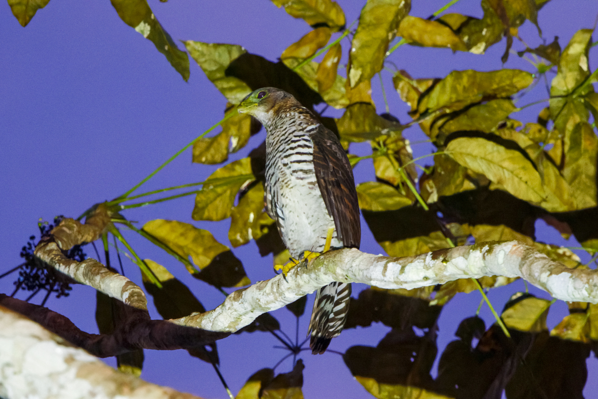 Slaty-backed Forest Falcon (image by Leo Garrigues)