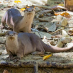 Smooth Otters (image by Andre Ambrose D'Penha)