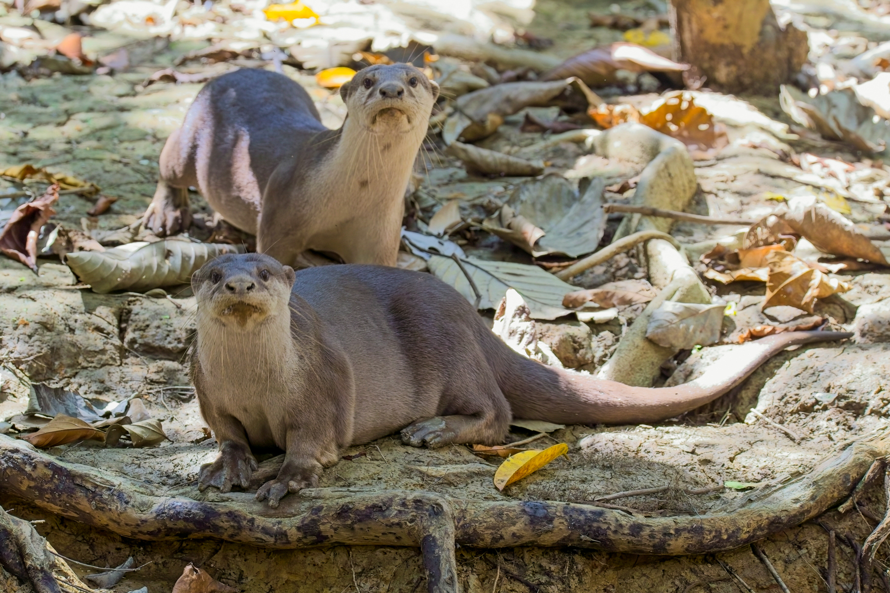 Smooth Otters (image by Andre Ambrose D'Penha)