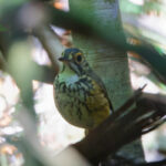 Snethlage's Antpitta (image by Leo Garrigues)