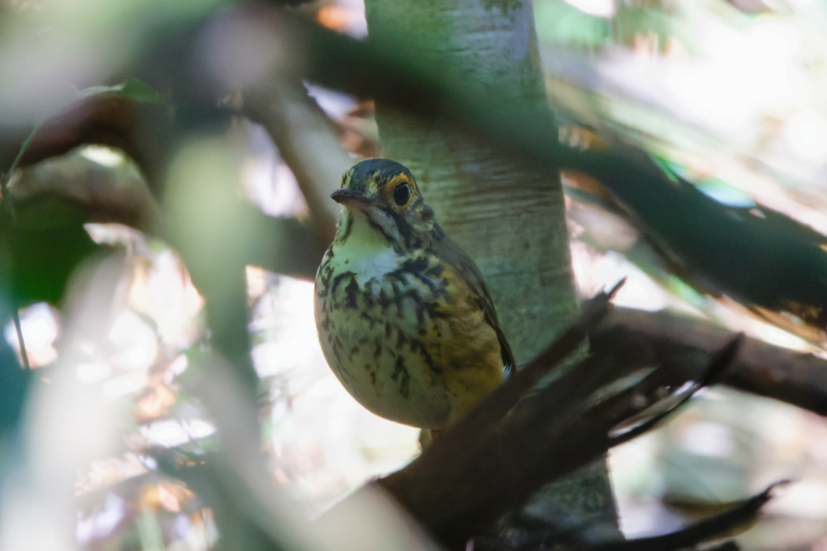 Snethlage's Antpitta (image by Leo Garrigues)