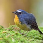 Snowy-browed Flycatcher (image by Andre Ambrose D'Penha)