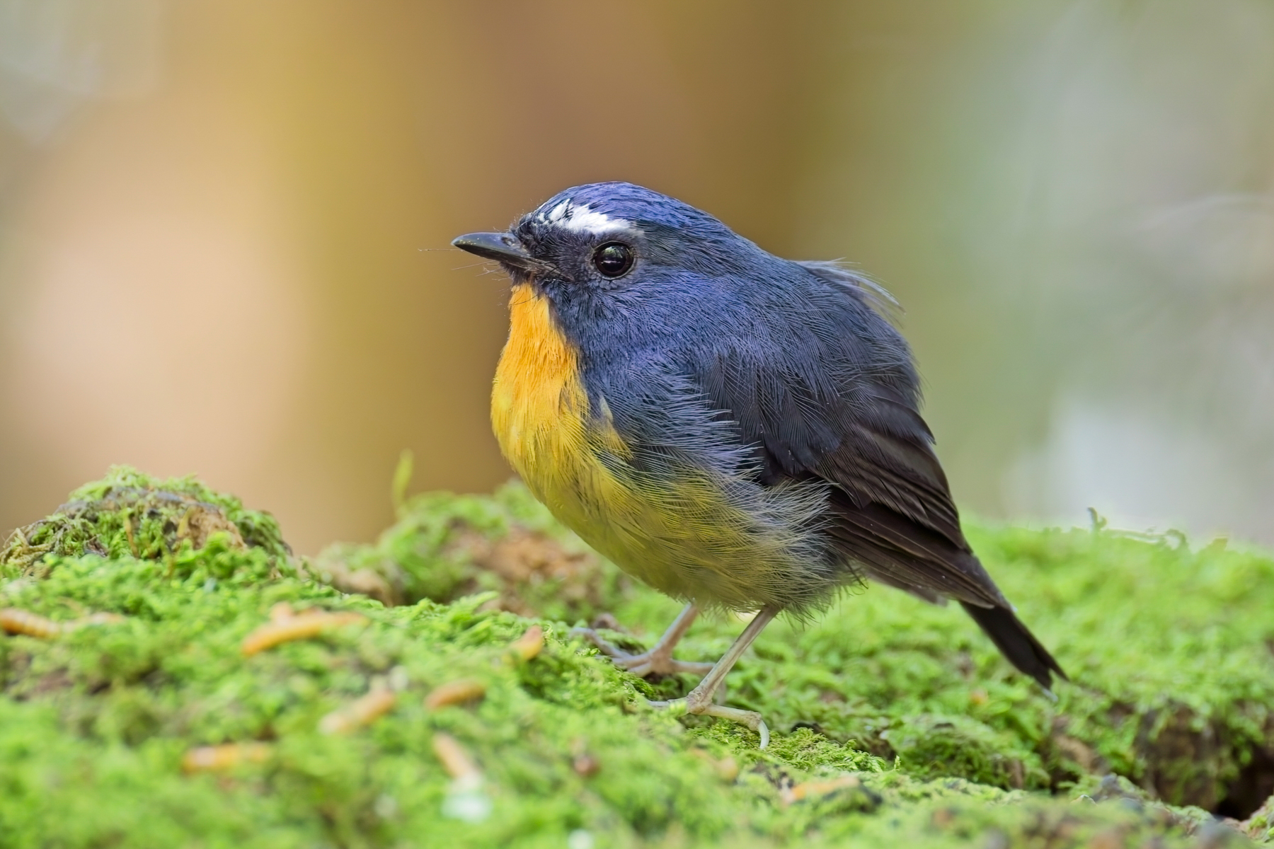Snowy-browed Flycatcher (image by Andre Ambrose D'Penha)