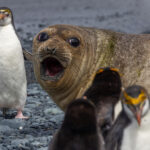 Southern Elephant Seal (image by Nik Borrow)