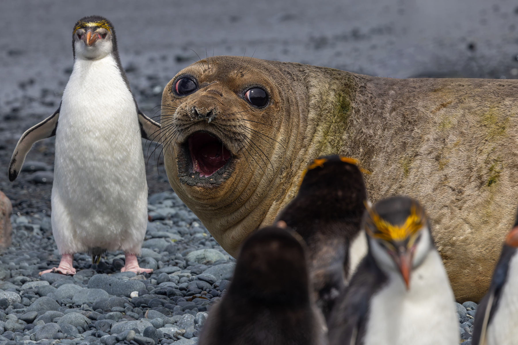 Southern Elephant Seal (image by Nik Borrow)