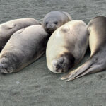 Southern Elephant Seals (image by Nik Borrow)