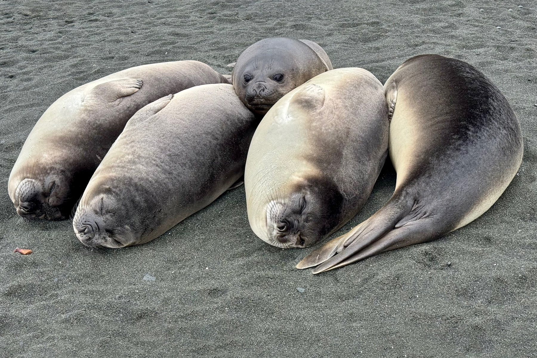 Southern Elephant Seals (image by Nik Borrow)