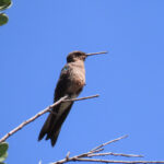 Southern Giant Hummingbird (image by Mark Pearman)