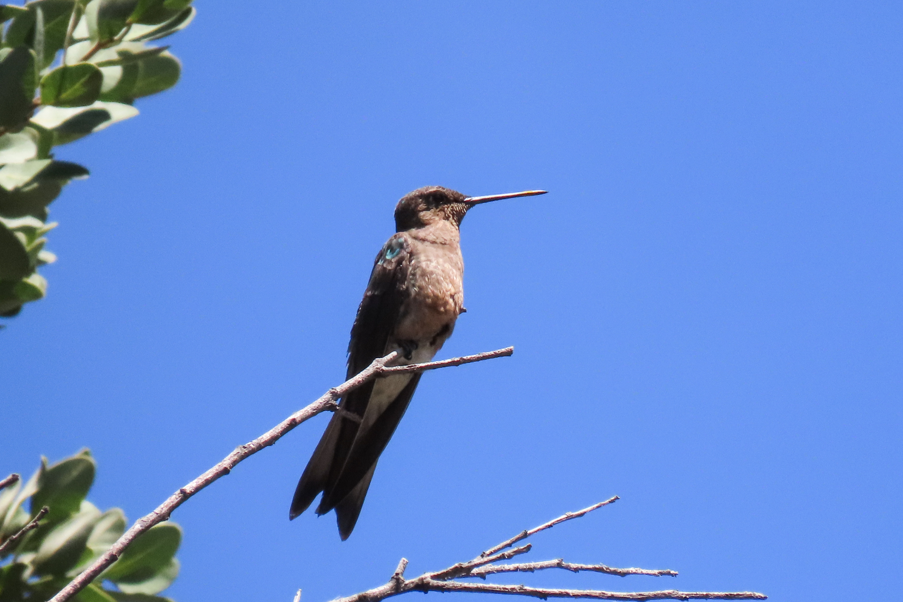 Southern Giant Hummingbird (image by Mark Pearman)