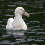 Southern Giant Petrel (image by Nik Borrow)