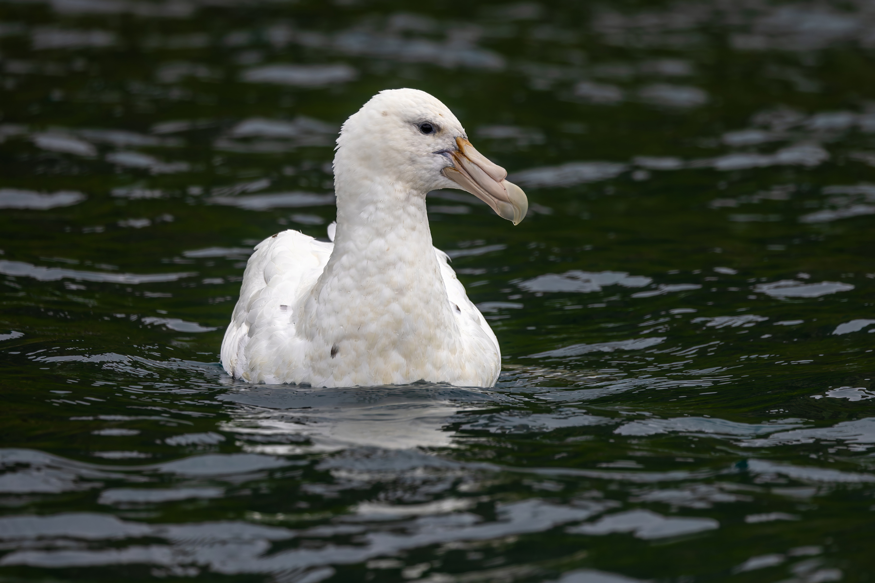 Southern Giant Petrel (image by Nik Borrow)