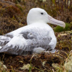 Southern Royal Albatross (image by Nik Borrow)