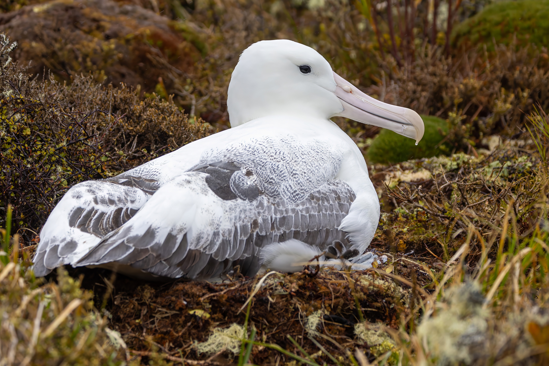 Southern Royal Albatross (image by Nik Borrow)