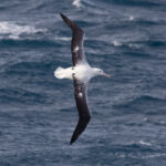 Southern Royal Albatross (image by Nik Borrow)