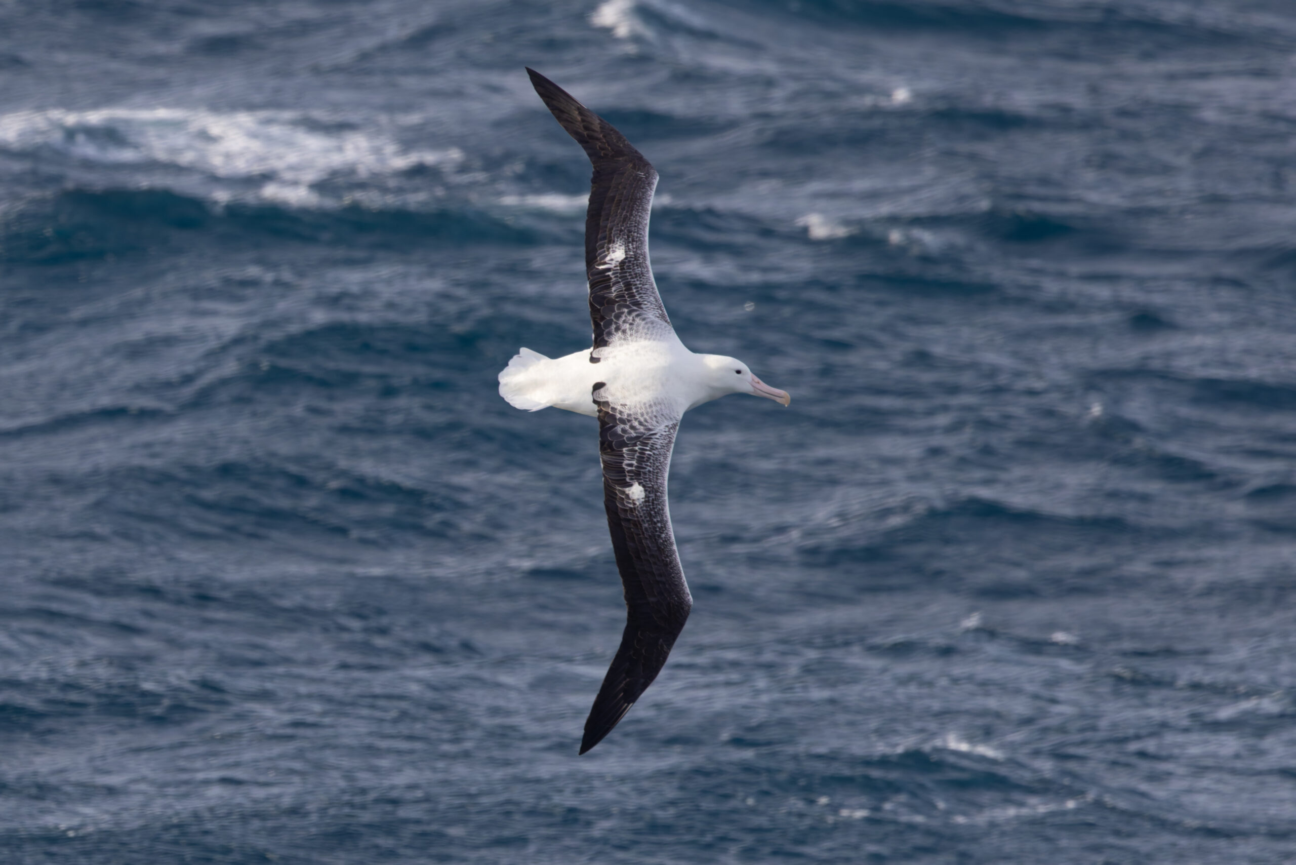 Southern Royal Albatross (image by Nik Borrow)