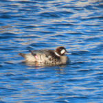 Spectacled Duck (image by Mark Pearman)