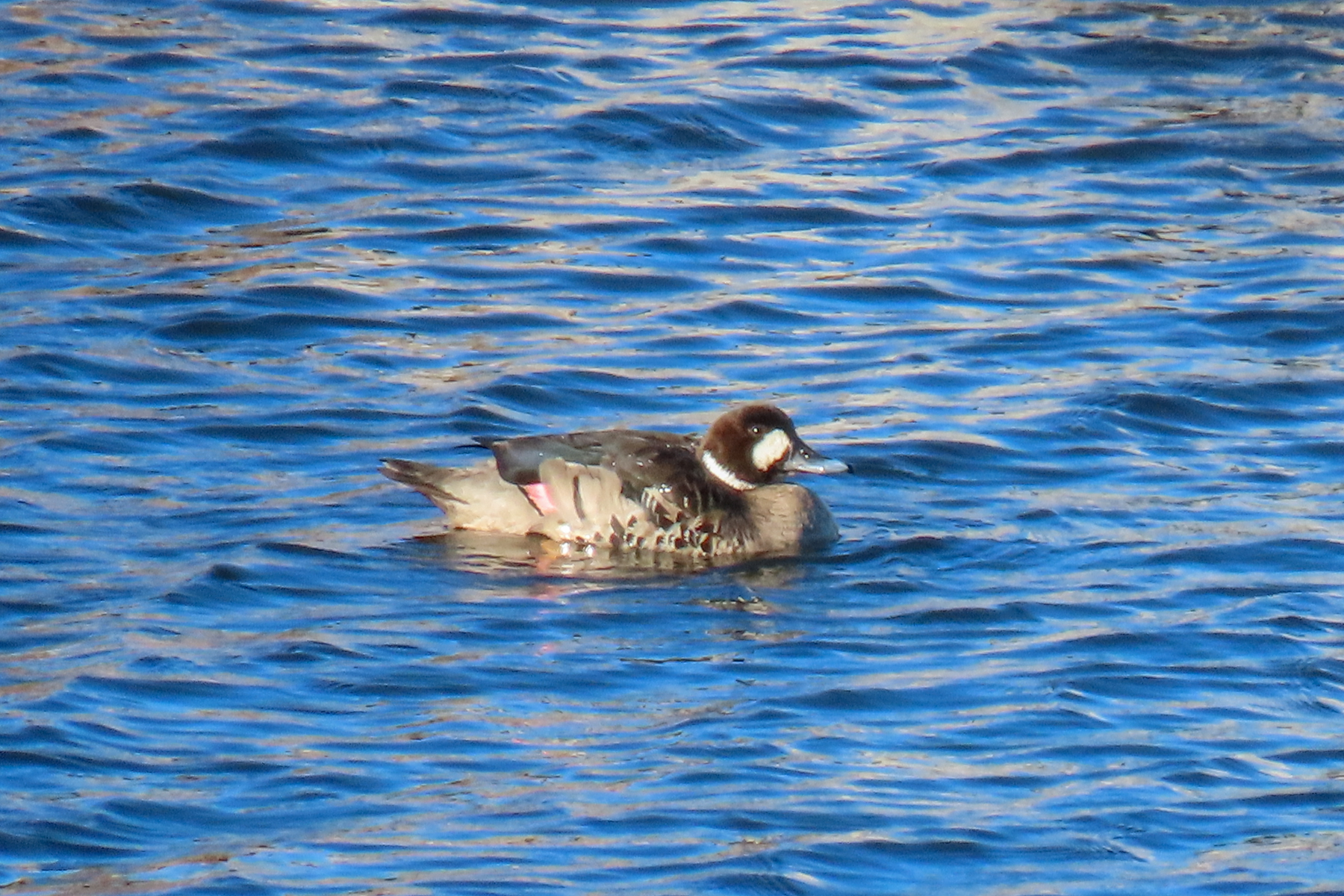 Spectacled Duck (image by Mark Pearman)