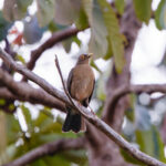 Spectacled Thrush (image by Leo Garrigues)