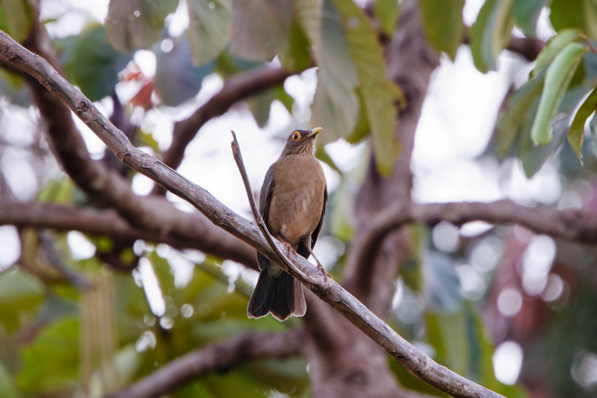 Spectacled Thrush (image by Leo Garrigues)