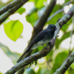 Spotted Fantail (image by Andre Ambrose D'Penha)