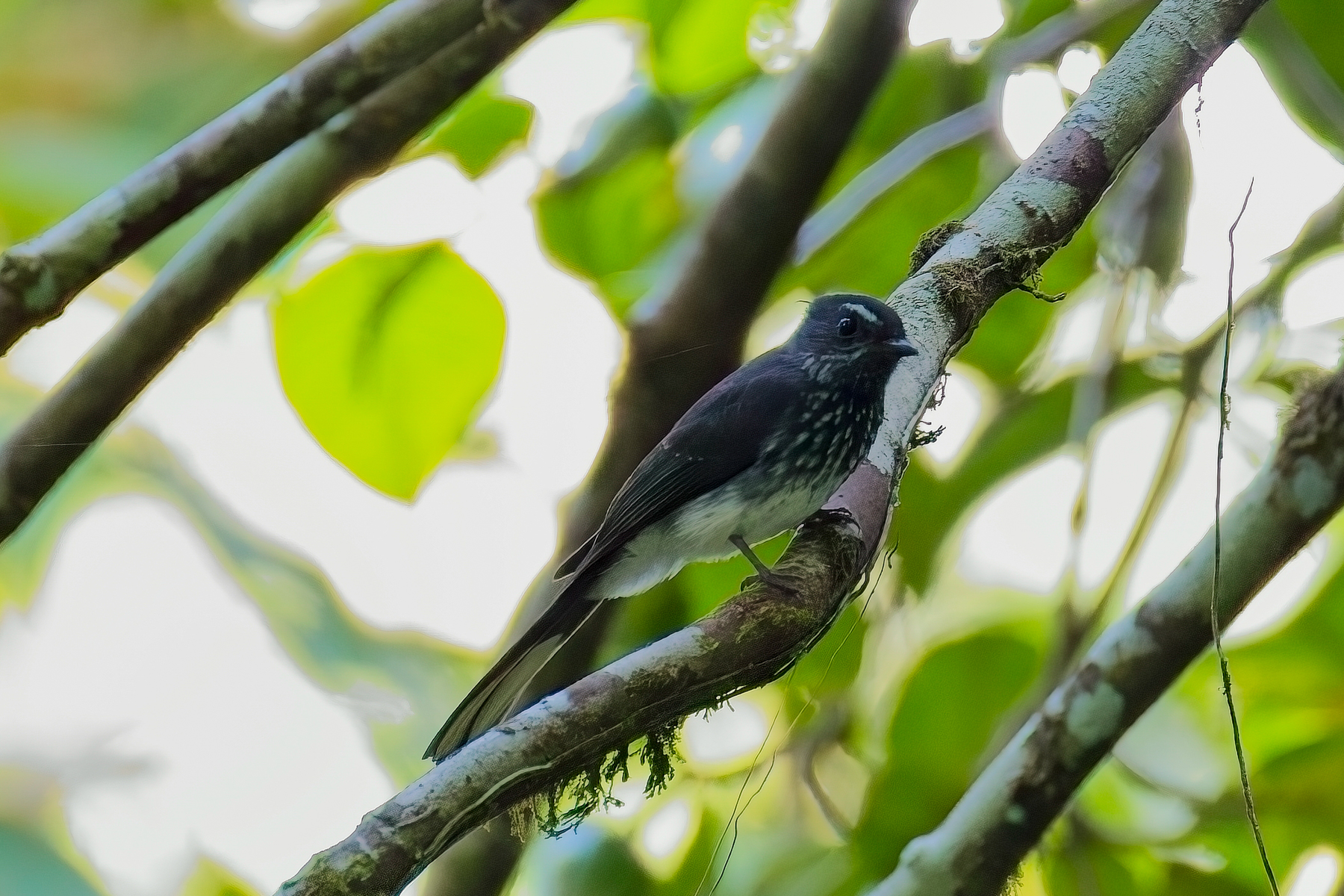 Spotted Fantail (image by Andre Ambrose D'Penha)