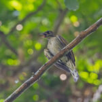 Spotted Honeyguide (image by Pete Morris)
