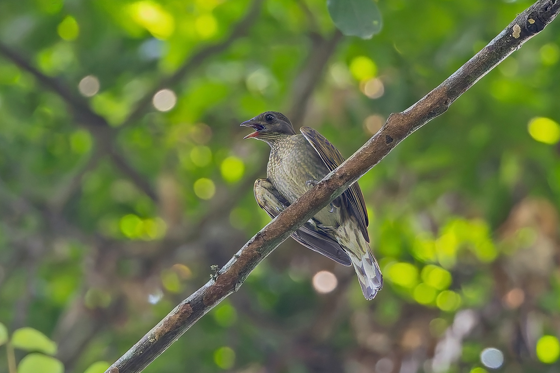 Spotted Honeyguide (image by Pete Morris)