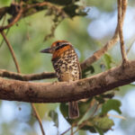 Spotted Puffbird (image by Leo Garrigues)