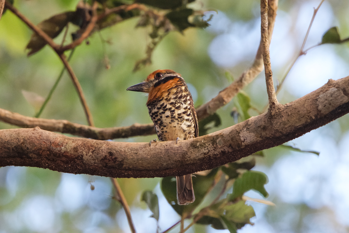 Spotted Puffbird (image by Leo Garrigues)