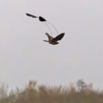 Standard-winged Nightjar (image by Pete Morris)