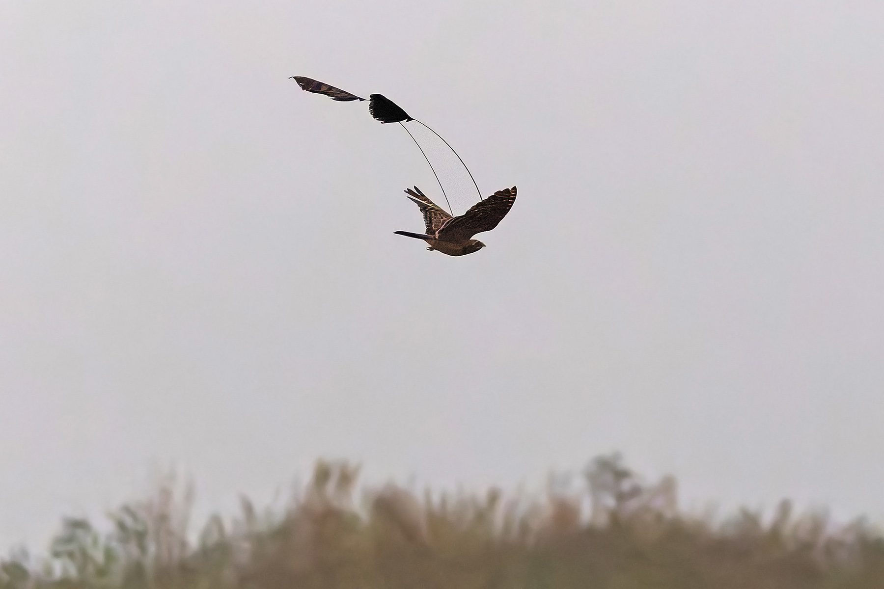 Standard-winged Nightjar (image by Pete Morris)