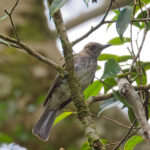 Streaked Bulbul (image by Andre Ambrose D'Penha)