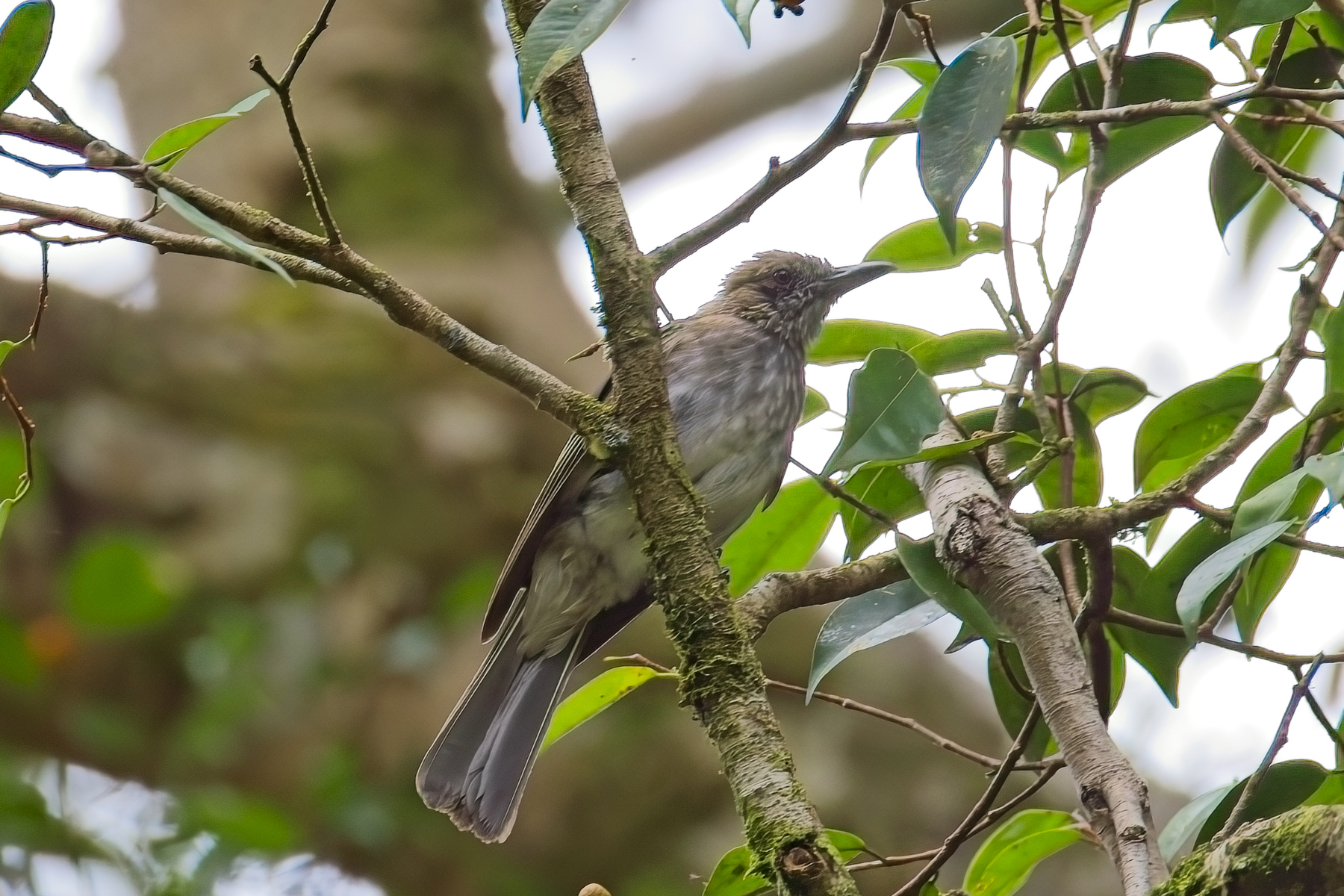 Streaked Bulbul (image by Andre Ambrose D'Penha)
