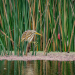 Stripe-backed Bittern (image by Paul McLelland)