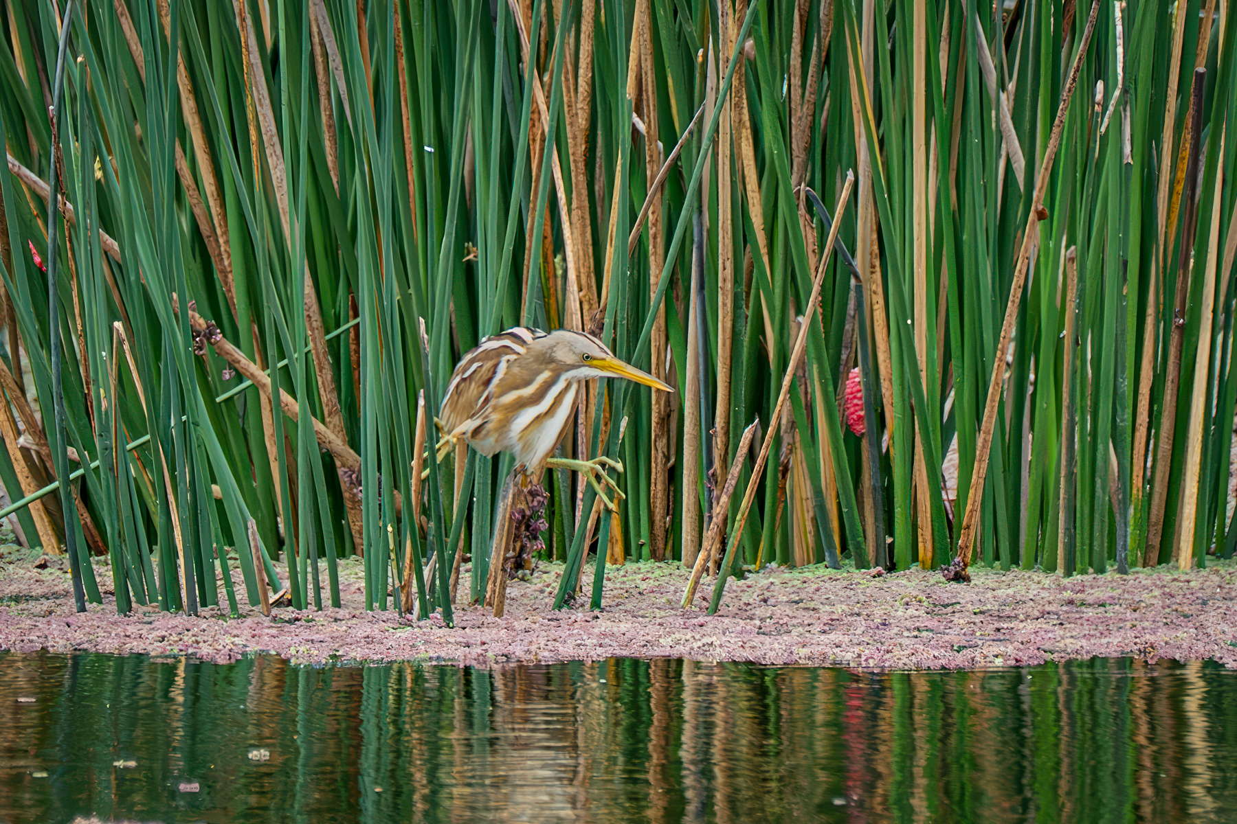 Stripe-backed Bittern (image by Paul McLelland)