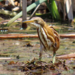 Stripe-backed Bittern (image by Mark Pearman)