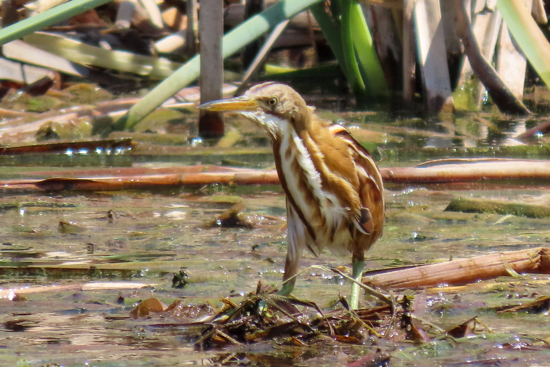 Stripe-backed Bittern (image by Mark Pearman)