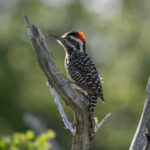 Striped Woodpecker (image by Paul McLelland)