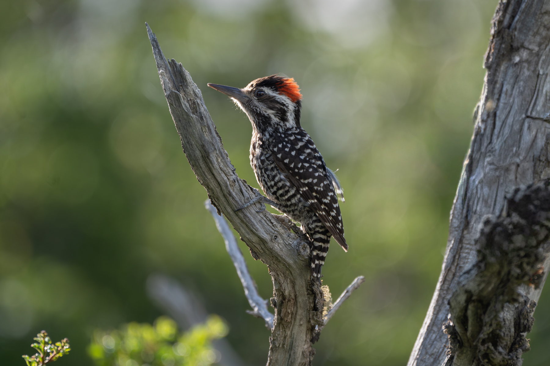 Striped Woodpecker (image by Paul McLelland)