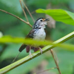 Striped Wren-babbler (image by Andre Ambrose D'Penha)